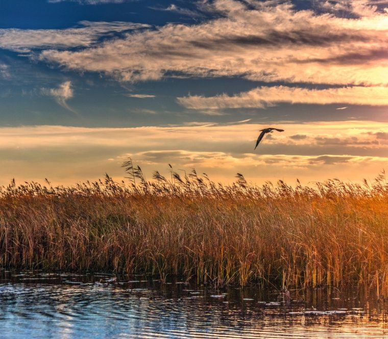 Donaudelta