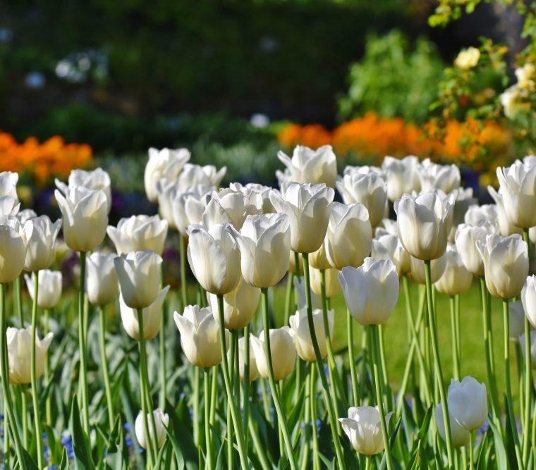 Gardasee – Tulpenrausch